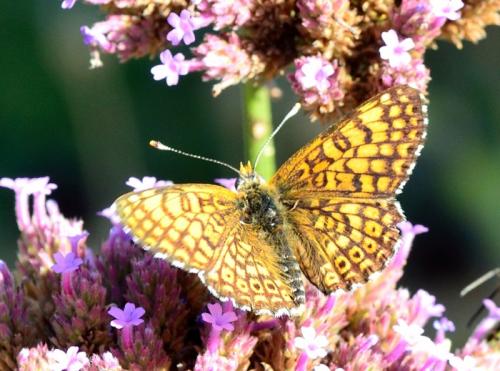 Réf. 196 270 : Melitaea cinxia